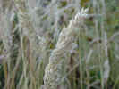 naturecorn.jpg (780522 bytes)