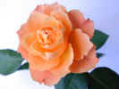 rose.jpg (407365 bytes)